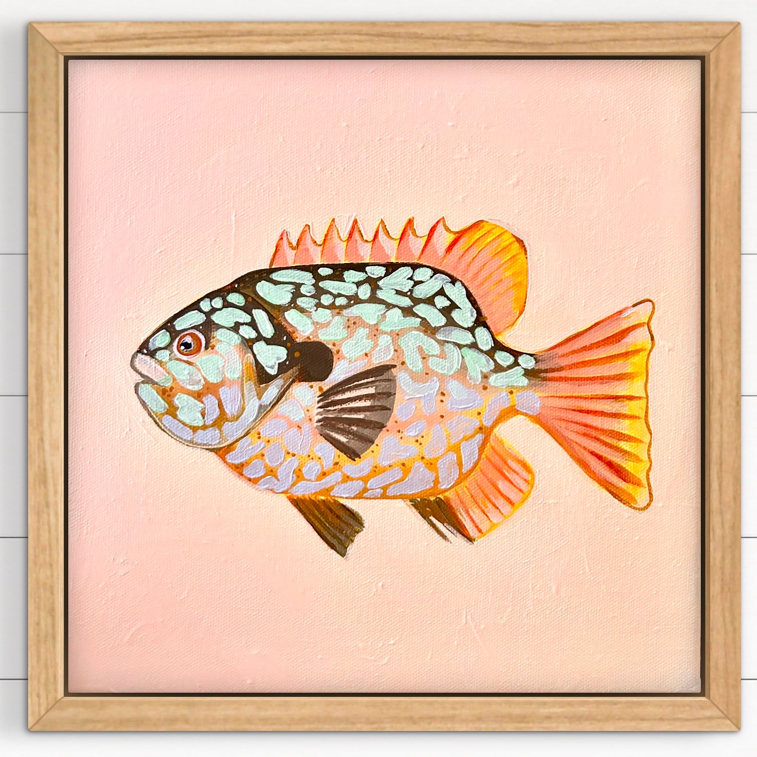 Longear Sunfish 33 x 33 cm Framed