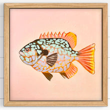 Load image into Gallery viewer, Longear Sunfish 33 x 33 cm Framed