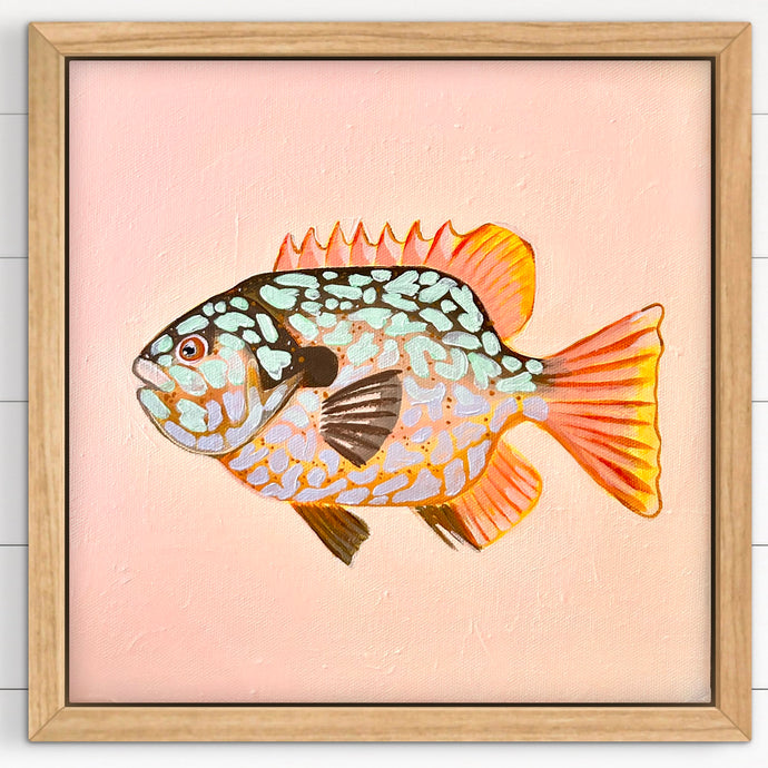 Longear Sunfish 33 x 33 cm Framed