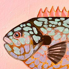 Load image into Gallery viewer, Longear Sunfish 33 x 33 cm Framed